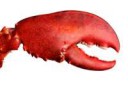 Lobster-Claw.jpg