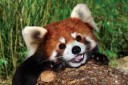 redpanda-1.jpg