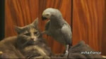 15423033245950.webm