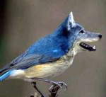 MAbirddog.jpg