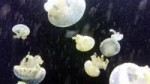 jellyfish-3-mbps-hd-h264.mkv