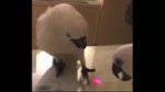 laserbirb-fourchan-gif-12787569.webm