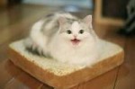 catbread-03-600x400.jpg