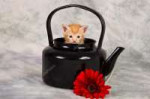 depositphotos24368033-stock-photo-kitten-in-black-kettle.jpg