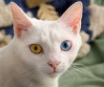 Juneodd-eyed-catcropped.jpg