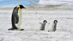 nws-st-antarctica-wildlife-emperor-penguin-with-chicks.jpg