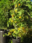 Manzano (Capsicum pubescens).jpg