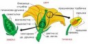 Matureflowerdiagrambg.svg.png