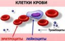 blood-cell[1].jpg