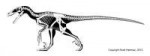 deinonychus-skelet-2.jpg