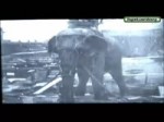 Elephant killed by Thomas Edison with 6600 Volts (1).webm