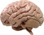 mozg-cheloveka1.png