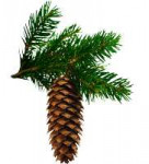 Picea.png
