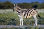 Equusquaggaburchellii-Etosha,2014.jpg