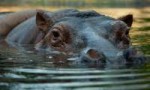 hippopotamus07.jpg