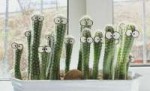 appui-fenetre-int-C3-A9rieur-cactus-dr-C3-B4les-yeux-jardin[...].jpg