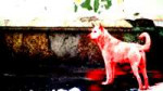 depositphotos151606272-stock-video-homeless-red-dog-on-a.jpg