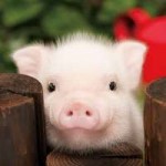 de20a610a506c1c09342a4d7116b19b6--cute-pigs-tea-cups.jpg