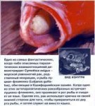 Cymothoaexigua.jpg