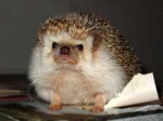 angry-hedgehog.jpg