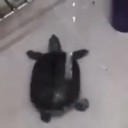 turtle dance.webm