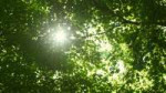 leaves-of-summer-forest-with-sun-looking-up-green-deciduous[...].png