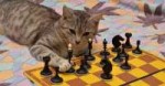 Cat-Playing-Chess-Promo.jpg.600x315q80crop-smart.jpg