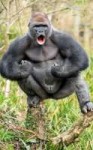 gorilla-6.jpg