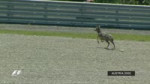 Austria 2001 Juan Pablo Montoya and the deer.mp4