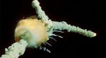 Space-shuttle-Challenger-exploding-in-space1-640x353.jpg