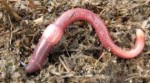 Worm-Composting-720x400.png