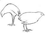 poor-posture-of-space-quails.jpg