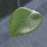 maximilien-vert-leaf-age-4sec.gif