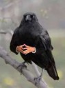 bird hands.jpg