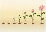 growing-flower-vectors.jpg