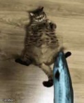 cat and fish.gif