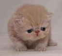 sad-kitten[1]