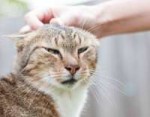 petting-aggression-cat-e1458744636633.jpg