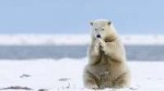 polar-bear-wallpapers-25583-6134991.jpg