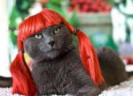 120765,xcitefun-cat-wig-4.jpg