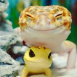 cute-happy-gecko-with-toy-kohaku-1-591e9c32b76f1700.jpg
