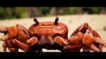 Crab rave.mp4