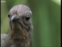 Attenborough the amazing Lyre Bird sings like a chainsaw! N[...]