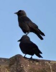 crows-on-birds-08-600x763.jpg