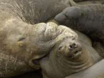 Elephant-seal2.jpg