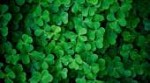 shamrock-wallpaper-HD1.jpg