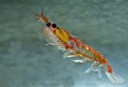 krill 2