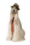 afghan-hound-hat-tie-over-white-dog-eight-years-old-sitting[...].jpg