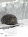 seal ball.jpg