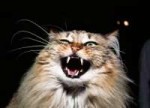 20-of-the-most-evil-cats-youll-ever-see-11.jpg